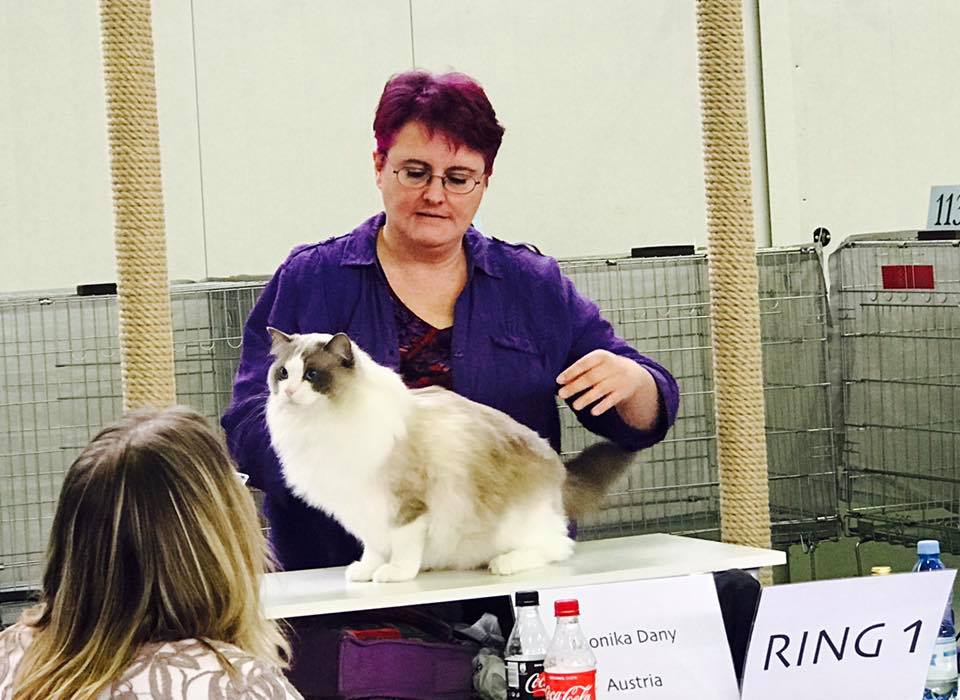 /images/Galeria/Kiállítások (Cat shows)/18813197_437016516666048_9193862568067801412_n.jpg